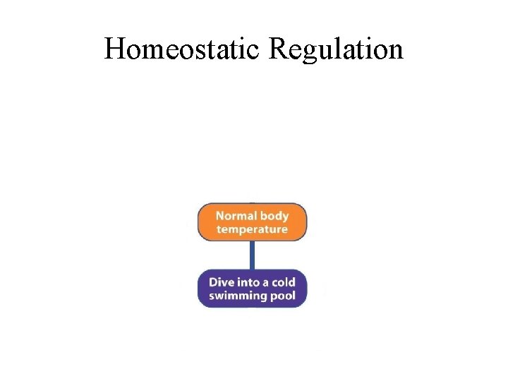 Homeostatic Regulation 