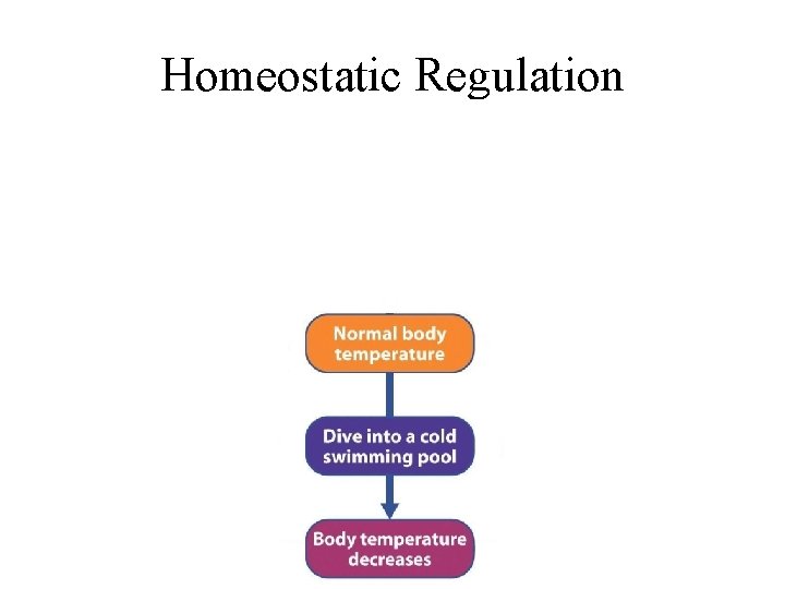 Homeostatic Regulation 