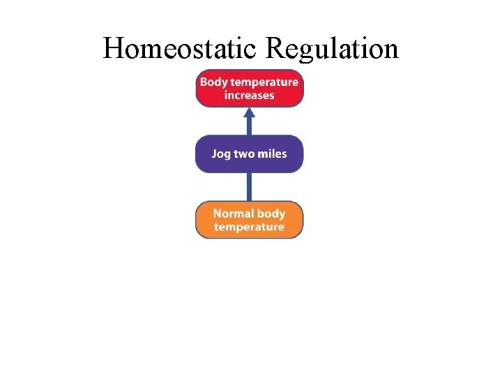 Homeostatic Regulation 