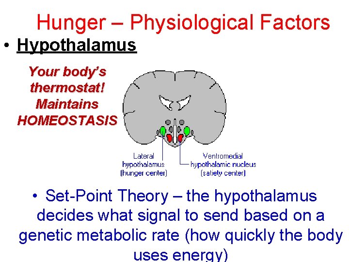 Hunger – Physiological Factors • Hypothalamus Your body’s thermostat! Maintains HOMEOSTASIS • Set-Point Theory