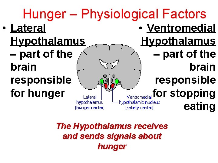 Hunger – Physiological Factors • Lateral Hypothalamus – part of the brain responsible for