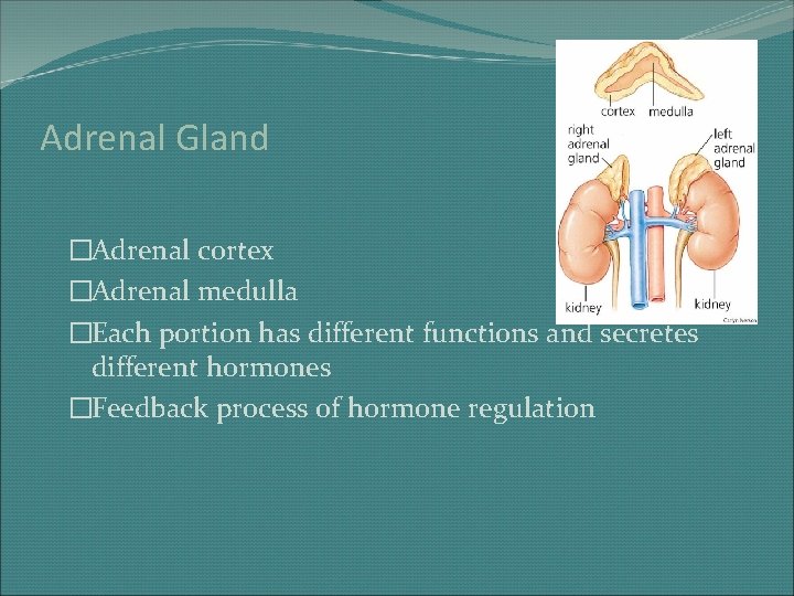 Adrenal Gland �Adrenal cortex �Adrenal medulla �Each portion has different functions and secretes different