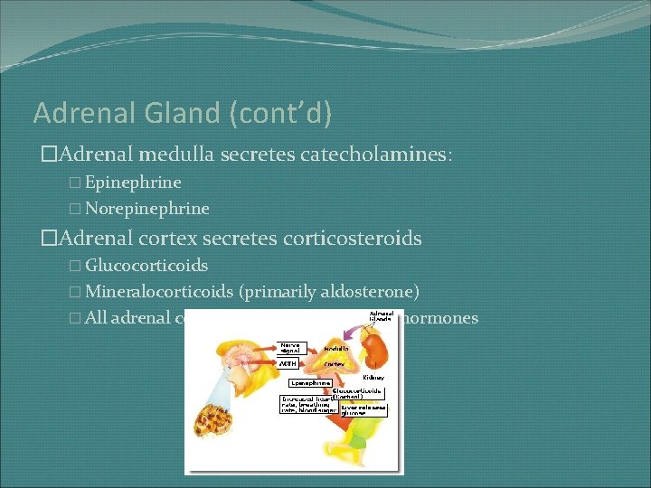 Adrenal Gland (cont’d) �Adrenal medulla secretes catecholamines: � Epinephrine � Norepinephrine �Adrenal cortex secretes