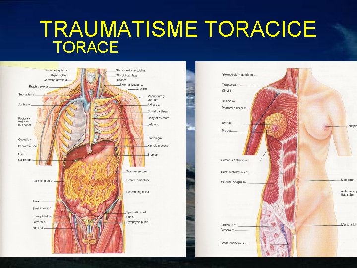 TRAUMATISME TORACICE TORACE 