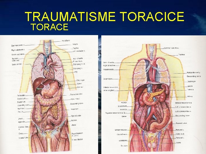 TRAUMATISME TORACICE TORACE 