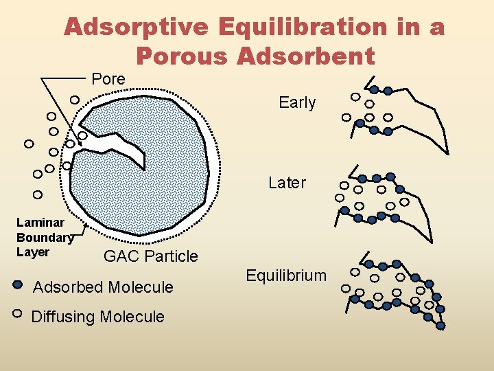 Adsorptive Equilibration in a Porous Adsorbent Pore Early Later Laminar Boundary Layer GAC Particle