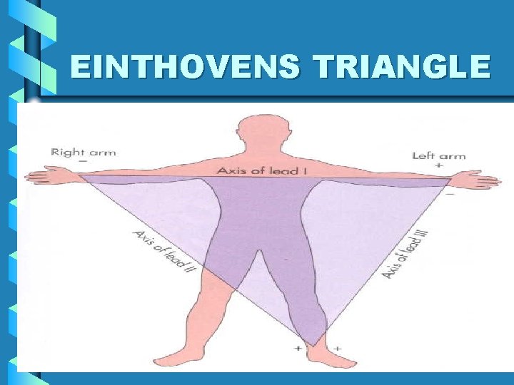 EINTHOVENS TRIANGLE 29 