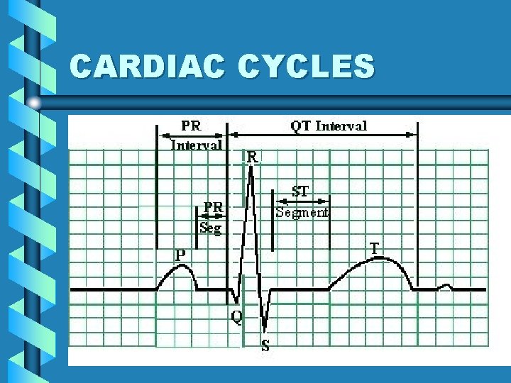 CARDIAC CYCLES 6 CARDIAC CYCLES 6