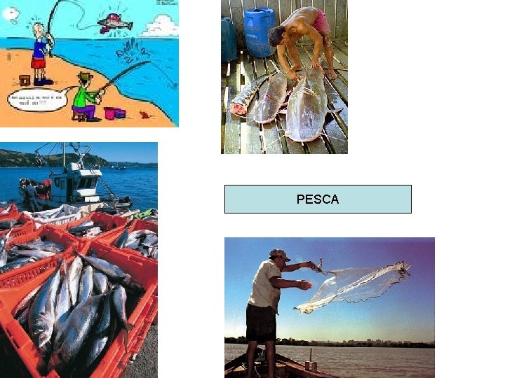 PESCA 