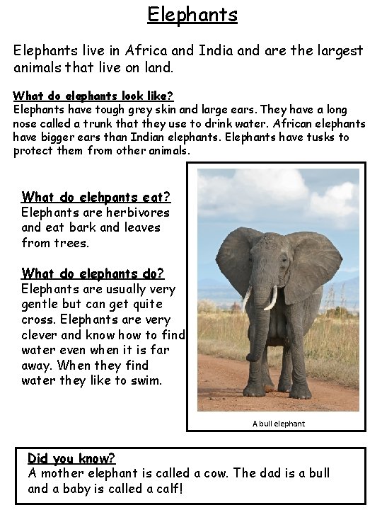 Elephants live in Africa and India and are the largest animals that live on