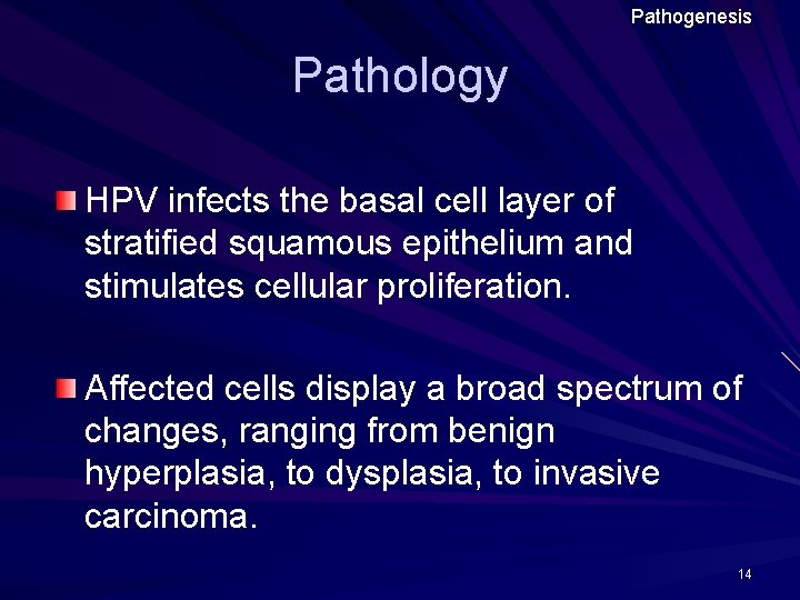 Pathogenesis Pathology HPV infects the basal cell layer of stratified squamous epithelium and stimulates