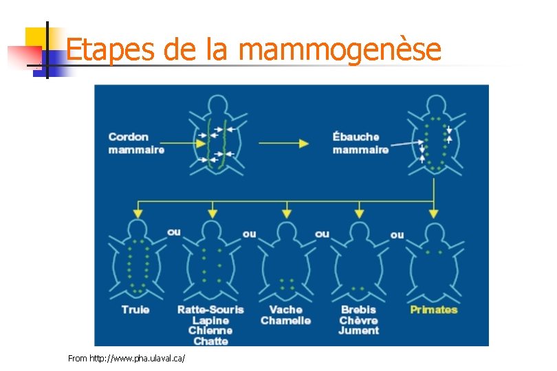 Etapes de la mammogenèse From http: //www. pha. ulaval. ca/ 