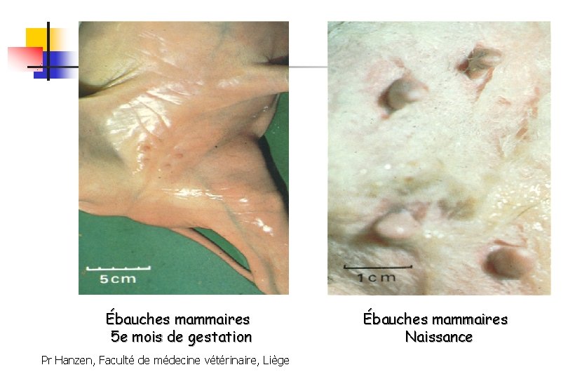Ébauches mammaires 5 e mois de gestation Pr Hanzen, Faculté de médecine vétérinaire, Liège