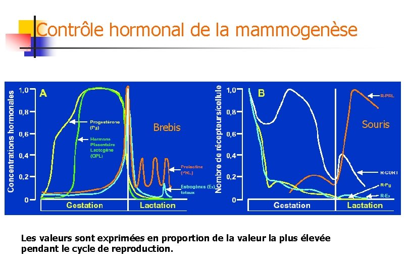Contrôle hormonal de la mammogenèse Brebis Les valeurs sont exprimées en proportion de la