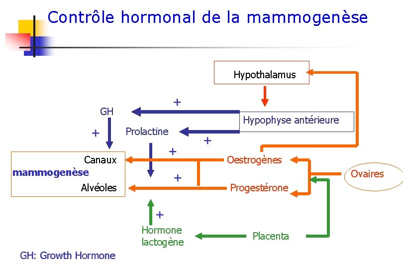 Contrôle hormonal de la mammogenèse Hypothalamus + GH + Hypophyse antérieure Prolactine + Canaux