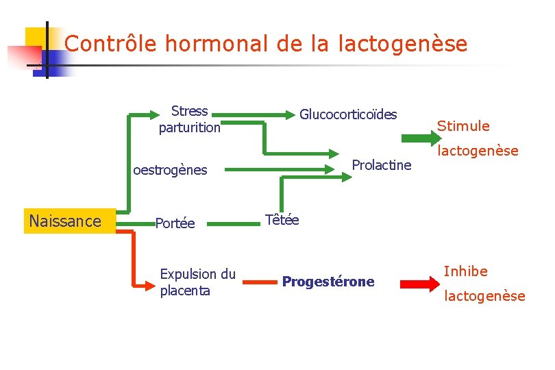 Contrôle hormonal de la lactogenèse Stress parturition Glucocorticoïdes Prolactine oestrogènes Naissance Portée Expulsion du