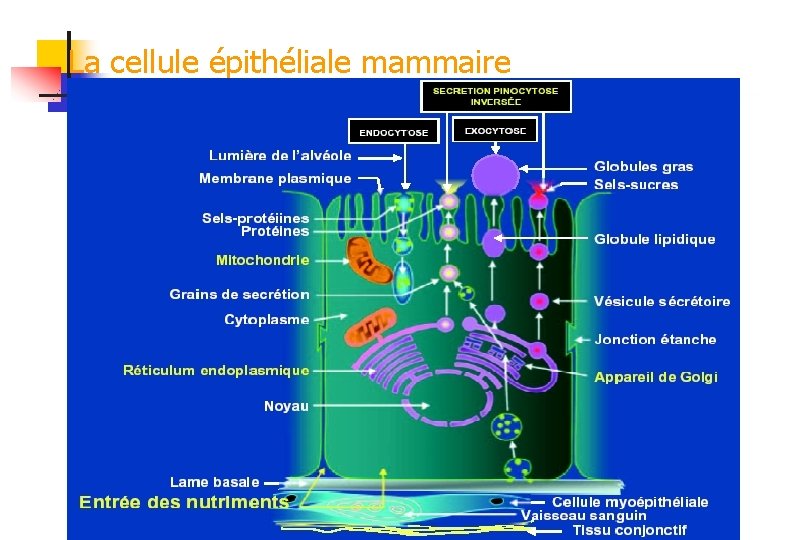 La cellule épithéliale mammaire 