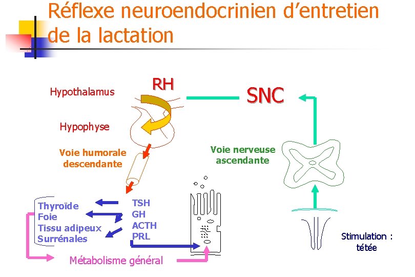 Réflexe neuroendocrinien d’entretien de la lactation Hypothalamus RH SNC Hypophyse Voie nerveuse ascendante Voie
