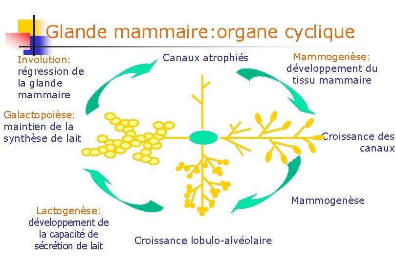 Glande mammaire: organe cyclique Involution: régression de la glande mammaire Canaux atrophiés Galactopoièse: maintien