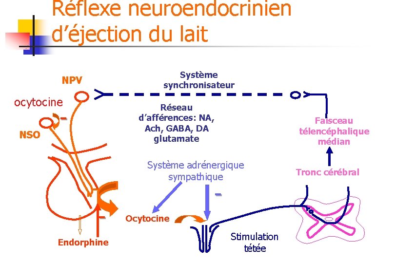 Réflexe neuroendocrinien d’éjection du lait Système synchronisateur NPV ocytocine NSO Réseau d’afférences: NA, Ach,