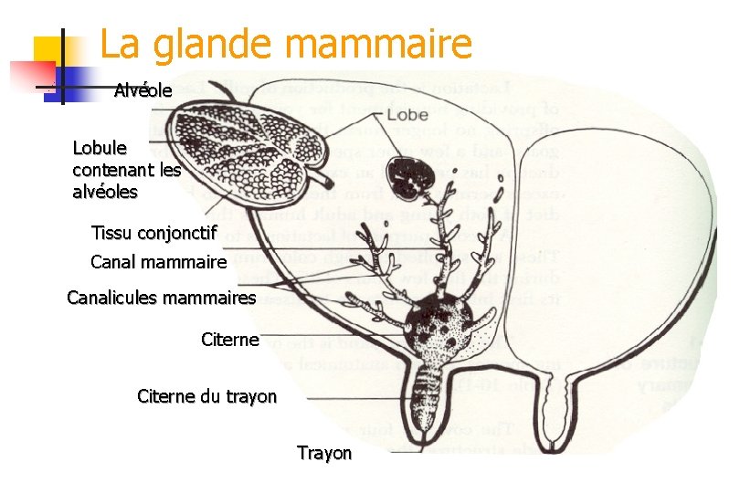 La glande mammaire Alvéole Lobule contenant les alvéoles Tissu conjonctif Canal mammaire Canalicules mammaires