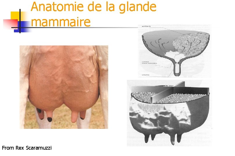 Anatomie de la glande mammaire From Rex Scaramuzzi 