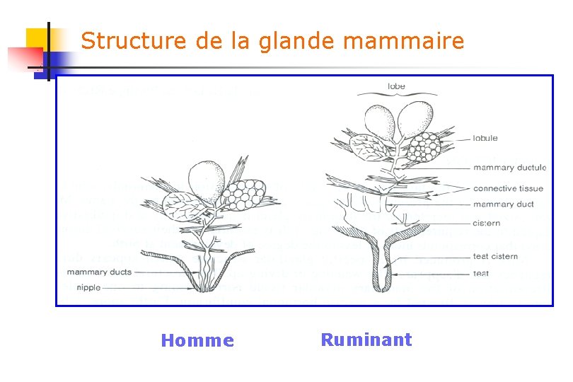 Structure de la glande mammaire Homme Ruminant 