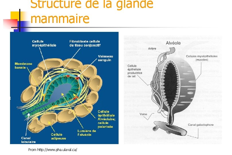 Structure de la glande mammaire From http: //www. pha. ulaval. ca/ 