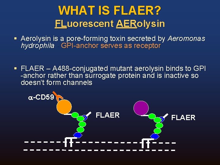 WHAT IS FLAER? FLuorescent AERolysin § Aerolysin is a pore-forming toxin secreted by Aeromonas