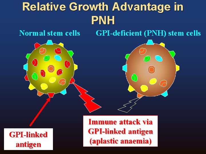 Relative Growth Advantage in PNH Normal stem cells GPI-linked antigen GPI-deficient (PNH) stem cells