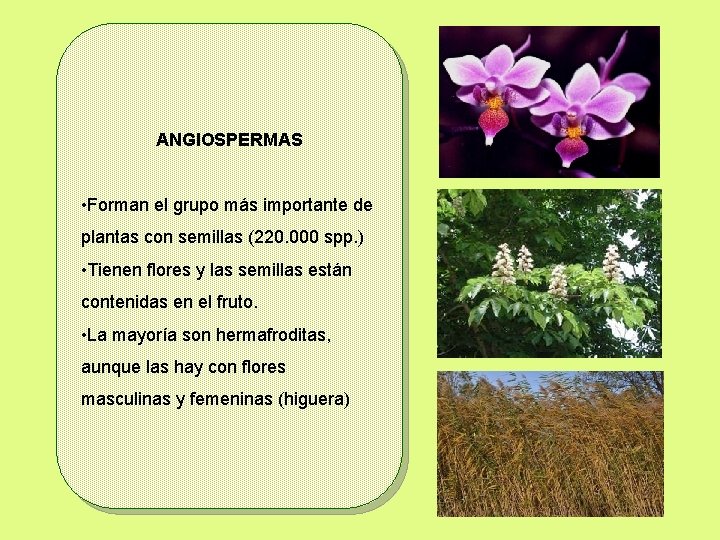 ANGIOSPERMAS • Forman el grupo más importante de plantas con semillas (220. 000 spp.