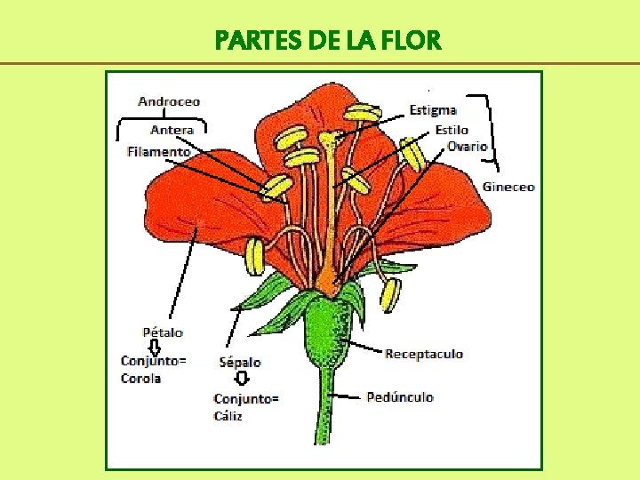 PARTES DE LA FLOR 