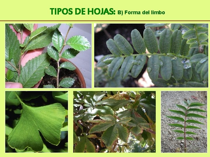 TIPOS DE HOJAS: B) Forma del limbo 