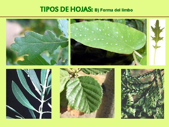 TIPOS DE HOJAS: B) Forma del limbo 