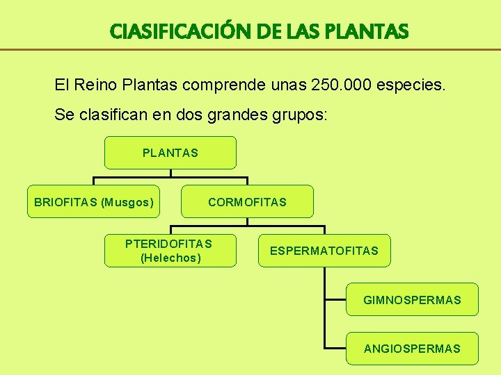 Cl. ASIFICACIÓN DE LAS PLANTAS El Reino Plantas comprende unas 250. 000 especies. Se