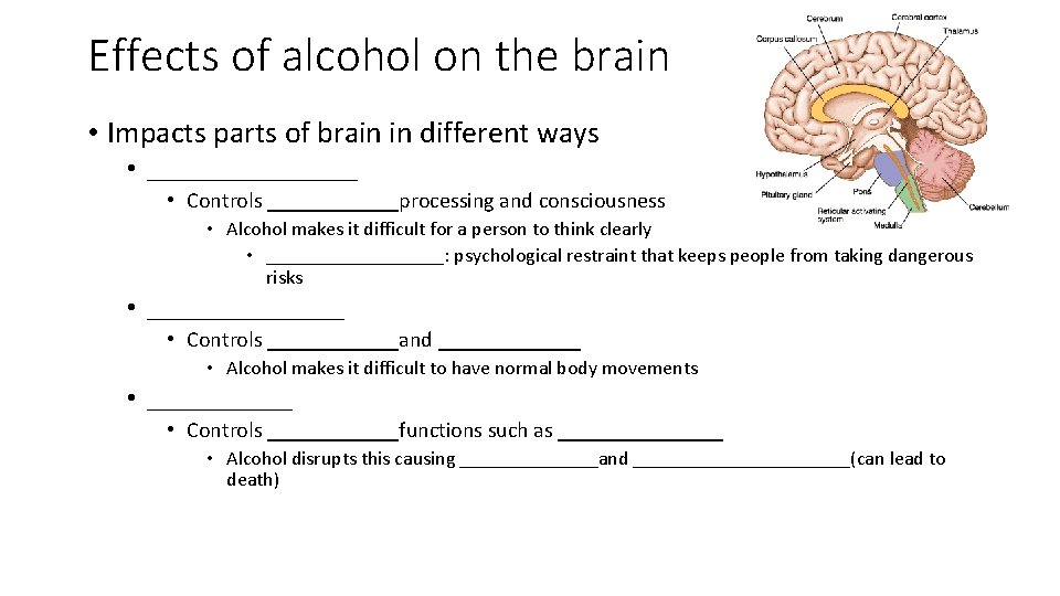 Effects of alcohol on the brain • Impacts parts of brain in different ways Effects of alcohol on the brain • Impacts parts of brain in different ways