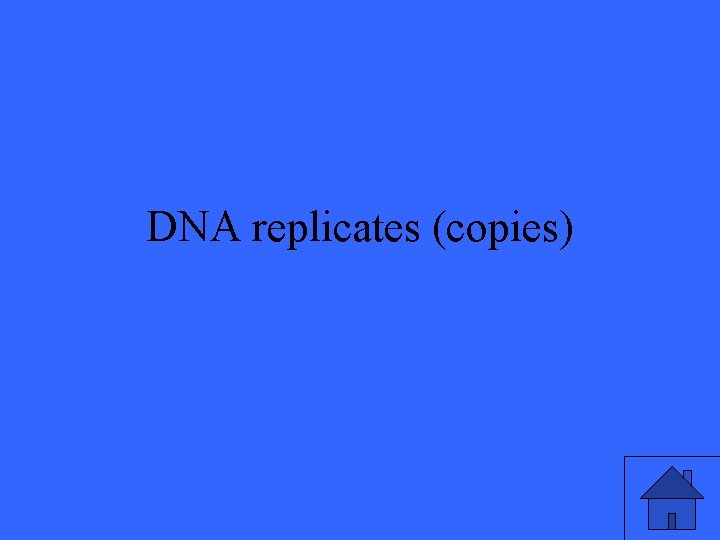 DNA replicates (copies) 