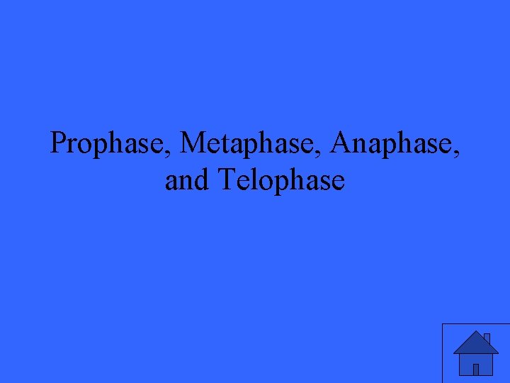 Prophase, Metaphase, Anaphase, and Telophase 