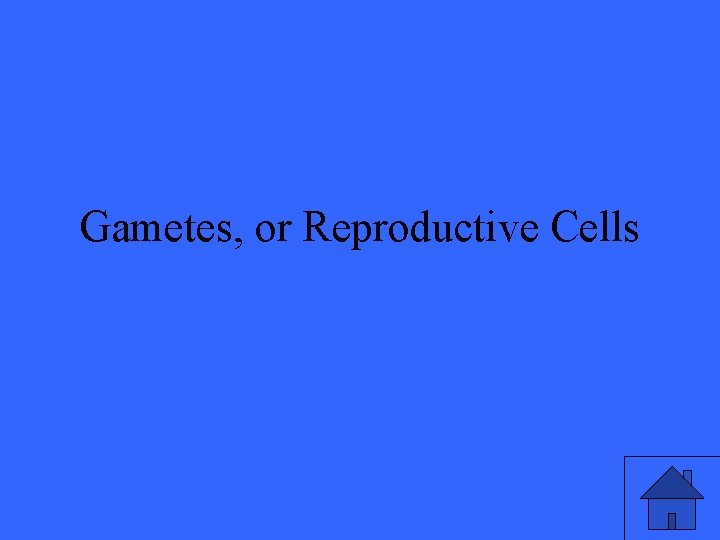 Gametes, or Reproductive Cells 