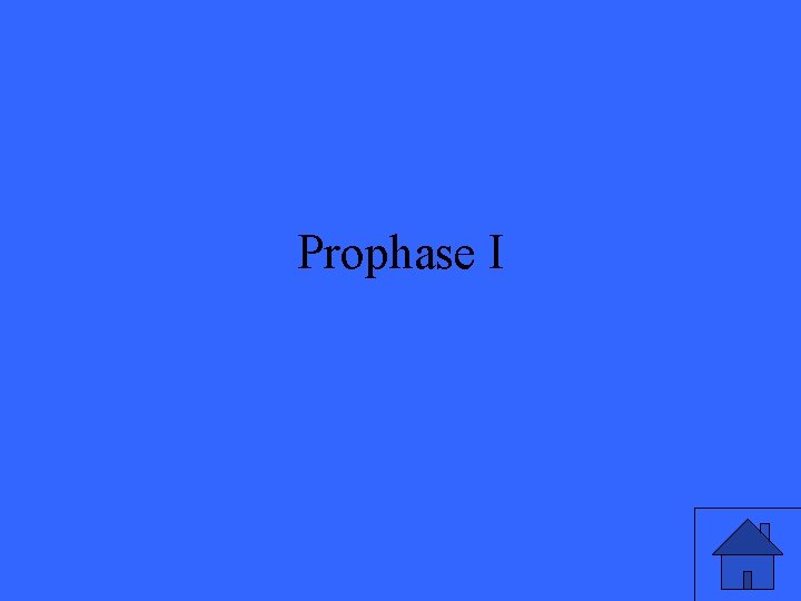 Prophase I 