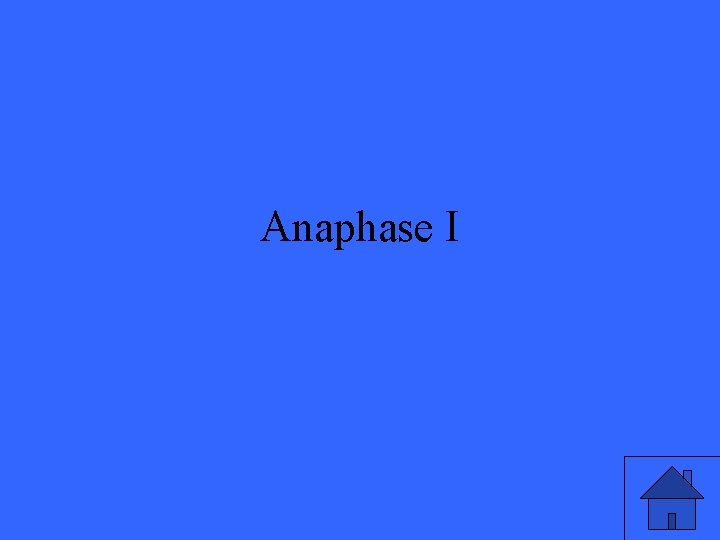 Anaphase I 