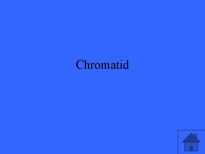 Chromatid 