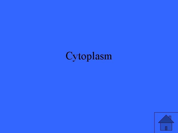 Cytoplasm 