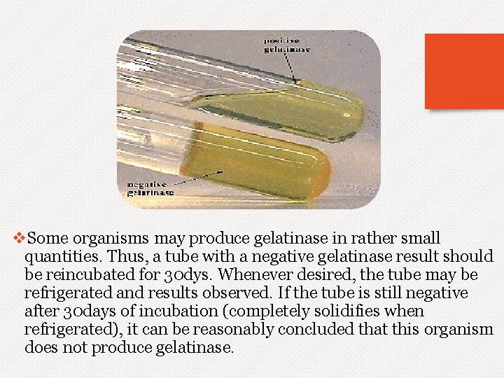 v. Some organisms may produce gelatinase in rather small quantities. Thus, a tube with