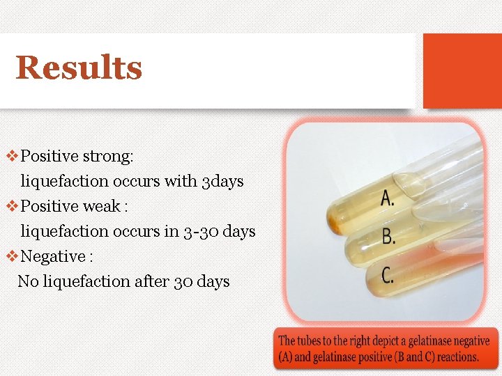 Results v. Positive strong: liquefaction occurs with 3 days v. Positive weak : liquefaction