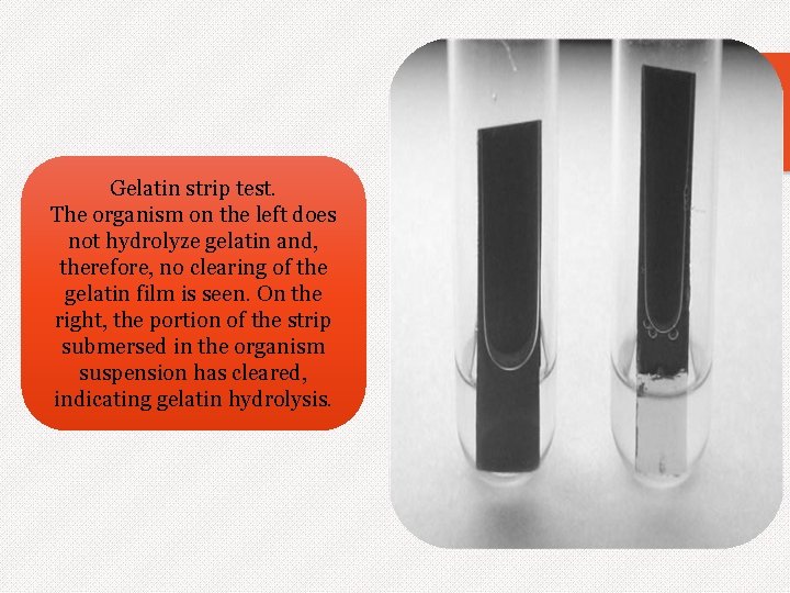 Gelatin strip test. The organism on the left does not hydrolyze gelatin and, therefore,