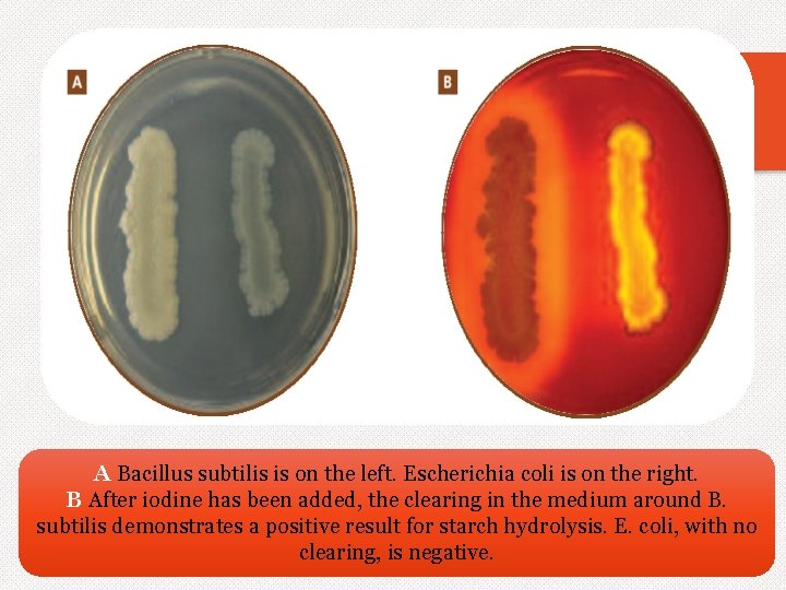 A Bacillus subtilis is on the left. Escherichia coli is on the right. B