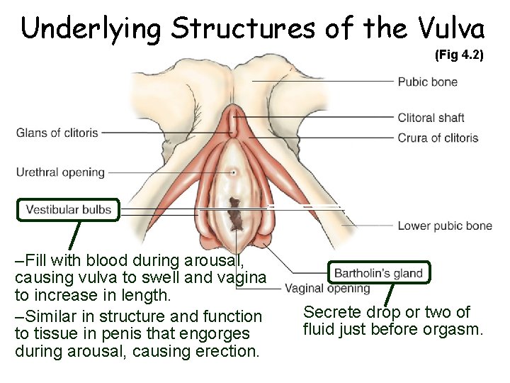 Underlying Structures of the Vulva (Fig 4. 2) –Fill with blood during arousal, causing Underlying Structures of the Vulva (Fig 4. 2) –Fill with blood during arousal, causing