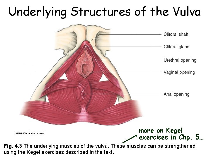 Underlying Structures of the Vulva more on Kegel exercises in Chp. 5… Fig. 4. Underlying Structures of the Vulva more on Kegel exercises in Chp. 5… Fig. 4.