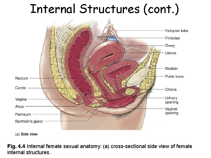 Internal Structures (cont. ) Fig. 4. 4 Internal female sexual anatomy: (a) cross-sectional side Internal Structures (cont. ) Fig. 4. 4 Internal female sexual anatomy: (a) cross-sectional side